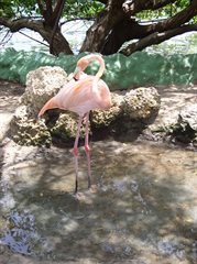 Flamingo at Rosario Islands