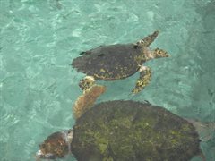 Isla del Rosario - Oceanario turtle.JPG