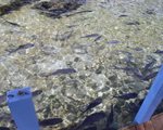 Fish at Rosario islands