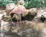 Flamingo at Rosario Islands